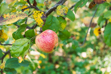 A ripe naturally organic yellow red apple on an apple tree in summer close-up.Summer harvest. Apple garden