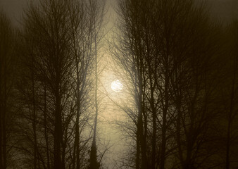 Fog and Trees enhance by the rising sun