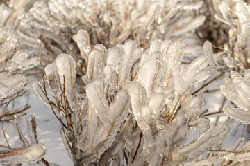 Natural background with ice crystals on plants after an icy rain.