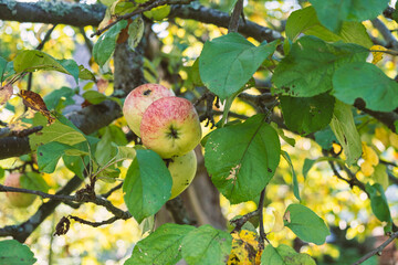 A ripe naturally organic yellow red apple on an apple tree in summer close-up.Summer harvest. Apple garden