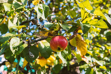A ripe naturally organic yellow red apple on an apple tree in summer close-up.Summer harvest. Apple garden