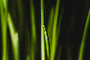 Macro closeup of green chives with black background