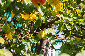 A ripe naturally organic yellow red apple on an apple tree in summer close-up.Summer harvest. Apple...