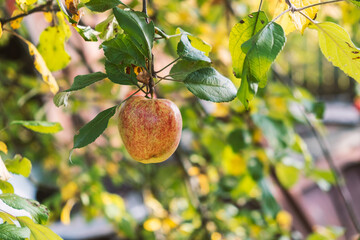 A ripe naturally organic yellow red apple on an apple tree in summer close-up.Summer harvest. Apple garden