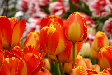 Many blooming red-yellow tulips close-up.