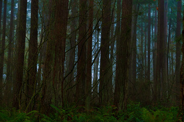 Light Fog in Dense Forest