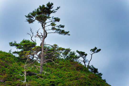 Bonsi looking tree shaped by coastal winds