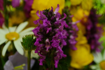 beautiful bouquet of bright wild flowers