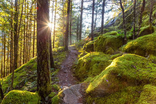 Mystical View of a Path in the Rain Forest during a foggy and rainy Fall Season. Squamish, North of Vancouver, British Columbia, Canada.