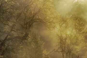 Sunlight breaks through heavy fog in a forest