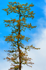 A lone tree and clouds