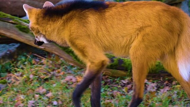 Close up of maned wolf walking along, camera is tracking.