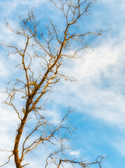 Tree devoid of leaves and sky