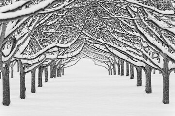 Falling snow blackets an orchard of trees