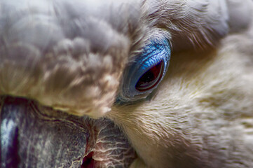 Eye of Cockatoo © atosan