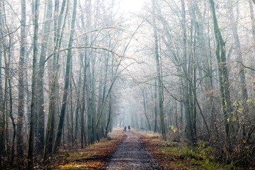Obraz premium a couple walking their dog on a foggy day