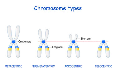 Type of chromosome. Metacentric, Submetacentric, Acrocentric, Telocentric.