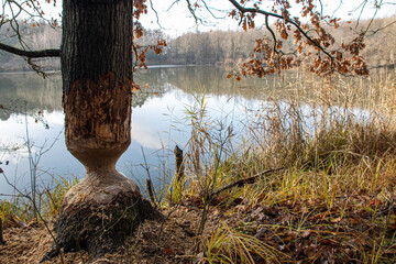 a tree carved by a beaver