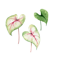 botanical set of tropical green leaves, watercolor illustration hand painted