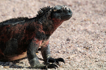 Marine iguana on the beach Galapagos Island, Ecuador