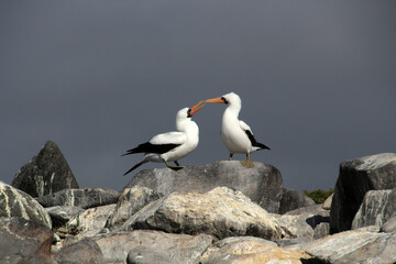Masked Booby or Nazca Booby, Galapagos Island, Ecuador, South America