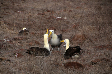Albatross in the Galapagos Islands, Ecuador, South America