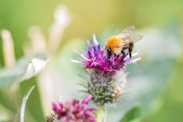 Bumblebee sitting on a burdock flower