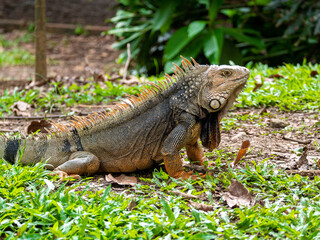 Green Iguana (Iguana Iguana) Large Herbivorous Lizard Staring on the Grass in Medellin, Colombia