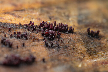 Ascocoryne sarcoides on the stump
