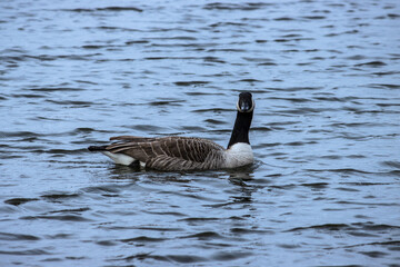 Canadian Goose in water
