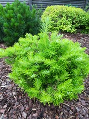 small fluffy sapling of Korean Fir or Abies koreana on a blurred background of mountain Mugus pine...