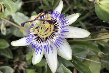 fleur du Passiflore exotique et grimpante flower of the exotic plant Passiflora