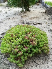 beautiful low creeping Sedum with green leaves in the form of flowers on a sandy flower bed in the garden.alpine plants. Flower Wallpaper