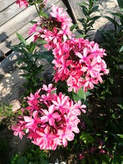 unusual new variety of Phlox paniculata Cleopatra with long pink petals on a flower bed in the garden on a gray wooden fence. Flower Wallpaper