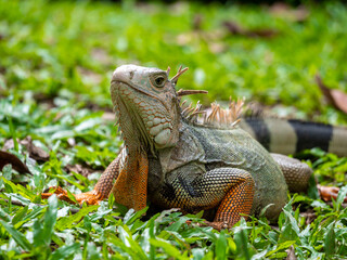 Green Iguana (Iguana Iguana) Large Herbivorous Lizard Staring on the Grass in Medellin, Colombia