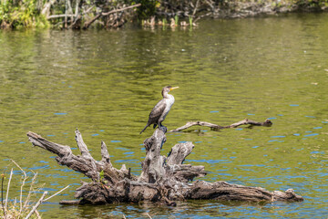 Juvenile cormorant on a driftwood
