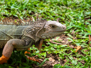 Green Iguana (Iguana Iguana) Large Herbivorous Lizard Staring on the Grass in Medellin, Colombia