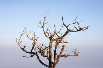 Natural leafless season tree on blue sky background