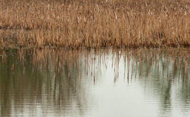 Cattails reflect in wetland waters