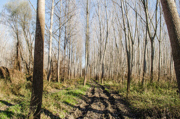 Forest on the bank of the river Danube in Petrovaradin near Novi Sad in the winter.