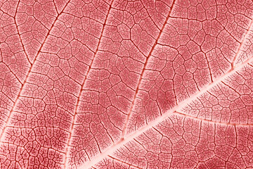 Coral red pink leaf veins texture, close-up floral background
