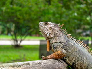 Green Iguana (Iguana Iguana) Large Herbivorous Lizard Standing on the Wooden in the Garden in Medellin, Colombia