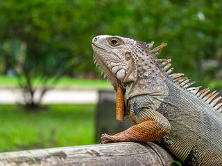 Green Iguana (Iguana Iguana) Large Herbivorous Lizard Standing on the Wooden in the Garden in Medellin, Colombia