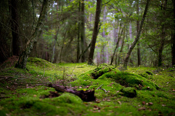 beautiful green, wild forest, covered with moss,
