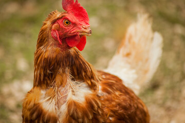 Chicken with broken beak