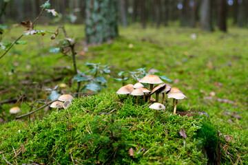 wild mushrooms grow on moss deep in the forest
