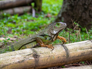 Green Iguana (Iguana Iguana) Large Herbivorous Lizard Standing on the Wooden in the Garden in Medellin, Colombia