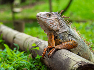 Green Iguana (Iguana Iguana) Large Herbivorous Lizard Standing on the Wooden in the Garden in Medellin, Colombia