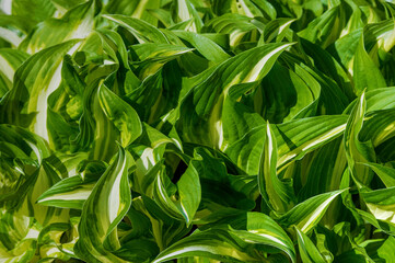 Close up of variegated hosta leaves