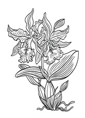 Cattleya orchid with flowers. bud, leaves and roots, black and white vector graphics, coloring pages for children and adults, print for various designs.